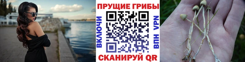 Галлюциногенные грибы мицелий Клин